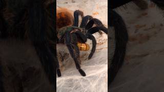 Chromatopelma cyaneopubescens takedown 🕸️🕷️ #gbb #greenbottleblue #tarantula #spider