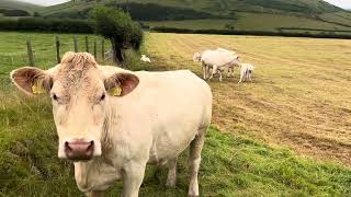 Beautiful charolais French Cattle at Tywyn