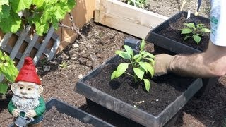 How to Transplant Peppers into Your Garden