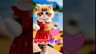 قطه جميله#قطه _جميله#اكسبلور #funny #معانى #كيرلى #ترند #cute #cat  #تيك_توك #دويتو #cake #ضحك #بيبي