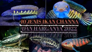 10 JENIS IKAN CHANNA DAN HARGANYA 2022