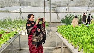 Chhatarpur ATMA staff Tour on Hydroponic Farming G.B.Pant Uni.Pantnagar,UP drbps,05/12/2024