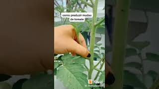 Como reproduzir mudas de tomate