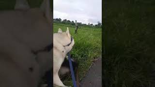 Reaksi Siberian Husky saat lama Di Lock Down