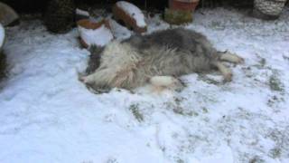 Kaukasischer Owtscharka - Ovcharka - Caucasian Shepherd Dog loves snow