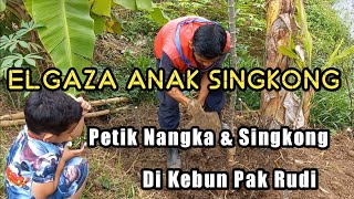 Elgaza Petik Nangka & Singkong || Di Kebun Pak Rudi