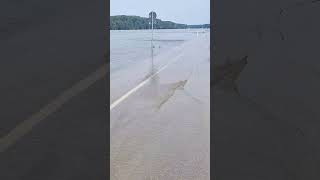 #hochwasser diesmal Badische Seite vom #rhein