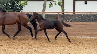 For Sale! filly Geneva SV by Glamourdale - For Romance I, 2024 y.b. Oldenburg, dressage