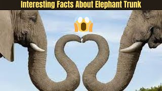 25 Interesting Facts about Elephant Trunk In hindi  | #vishalmuliya #facts |