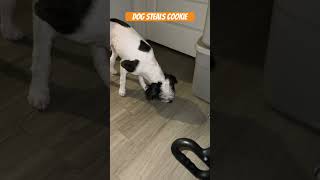 Dog steals cookie #FYP #Viral #Funny #Pets #Dogs #World #Is #We #Viral