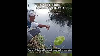 Mancing Wader Edaann / Fishing For Crazy Barb #Shorts