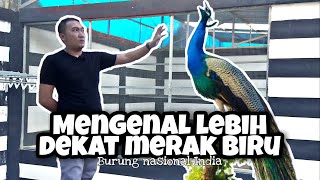 Harga merak biru??? - Burung Nasional India