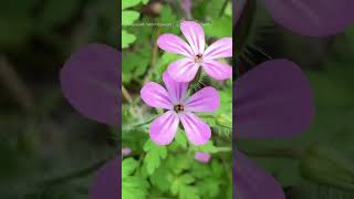 Geranium robertianum - Herb Robert