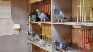 Blackpool clearance sale,  direct Eijerkamp pigeons