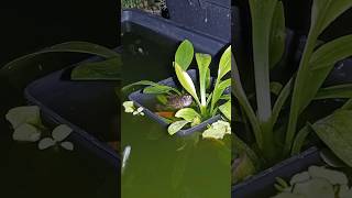 Satisfying sounds of singing Frog【カエルの鳴き声が心地良い】#frog#relaxingsounds#nature#shorts