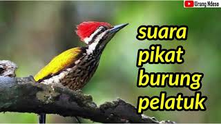 suara pikat burung pelatuk