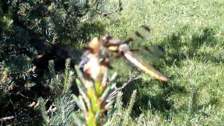 Brightly coloured dragonfly