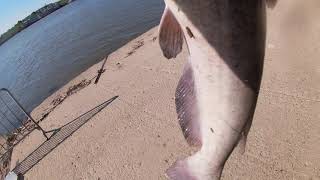 Bank Fishing Downtown Cincinnati 6-27-21