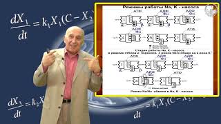 В. Твердислов Биофизика мембран (Na-K насос) Часть 4
