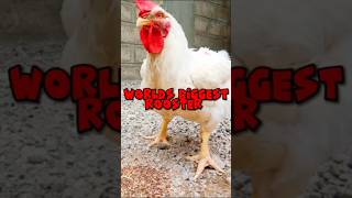 Biggest Rooster | Rooster Fight | Rooster crowing | #roosteraseel #roostersoftheworld