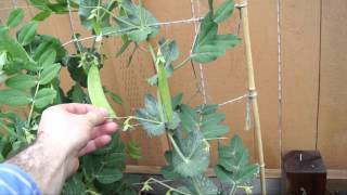 When to Harvest Snow Peas