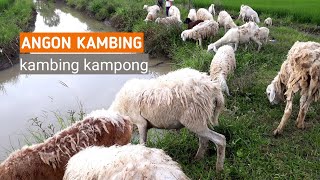 KAMBING KAMPUNG II ANGON KAMBING