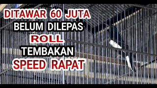 Kacer Mercon Isian Mewah! Roll Tembakan Speed Rapat Juara Tiap Kontes!