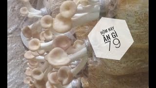 Hướng dẫn tự trồng Nấm Bào Ngư Xám - How to grow Grey oyster mushroom | HNAG79 #18