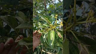 Alpukat Miki Berbunga Lebat‼️#shorts #shortvideo #alpukat #fruit #viralvideos #diygarden