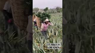 Los piñales de Loma Bonita