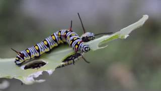 catapillar