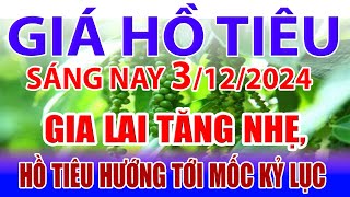 Giá tiêu hôm nay 3/12: Gia Lai tăng nhẹ, hồ tiêu hướng tới mốc kỷ lục