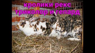 18 + Свидание рексов и немного рассуждений о характере кроликов