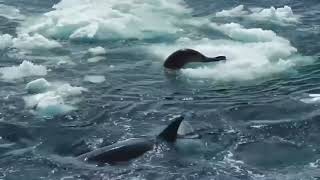 cara paus orca berburu anjing laut #part1 #video #animals #wildlife #orca