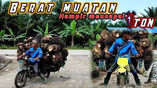 Motor Langsir Muatan Sawit Terguling,!! Joki Tak Mampu Menahan Beratnya Beban