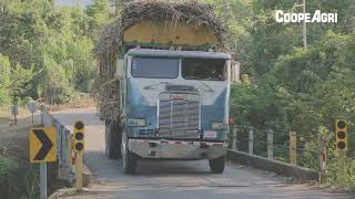 CoopeAgri entregará 455 millones a productores de caña