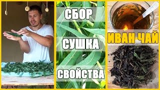 ИВАН ЧАЙ: свойства, сбор, сушка, ферментация