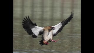 Nilgänse mit lautem Geschrei, Flug, Landung, Begrüßung _ #Vogelbeobachtung