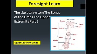 The skeletal system The Bones of the Limbs The Upper Extremity Part 5|divisions of the upper limb?