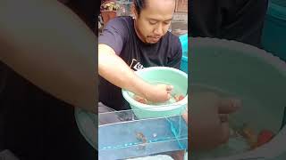 ciptakan pasar ikan hias dengan cara tersendiri d rumah