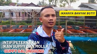 Intip peternakan ikan guppy dan molly (GUPPY GALUNGGUNG) ikannya banyak bgt!!!