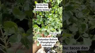 #viralkan RUMPUT JADI BUMBU MASAKAN|| KETUMBAR BOLIVIA|| #viralvideo #gardening