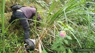 Berburu Lantana, Wahong, Sancang, Kalianda