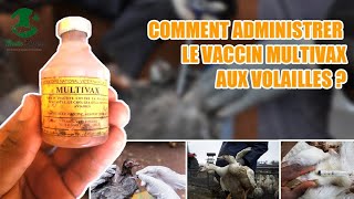 Voici comment vacciner les poules, dindons dans vôtre Elevage