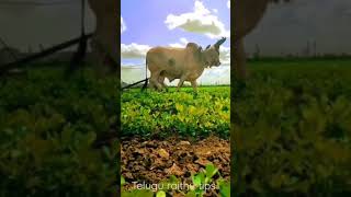 మన దేశ వ్యవసాయం  | india farming | polam dunnadam | beautiful agriculture video | telugu raithu tips