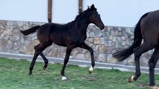 filly by Bon Couer - Fürstenball *2022 y.b.