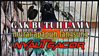 murai batu gacor AMPUH buat pancingan MURAI BATU bunyi jadikan burung Murai gacor EMOSI NYAUT!