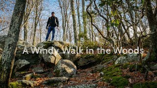 Landscape Photography A Windy Walk in the Woods