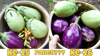 Eps. 48 Gardening || Panen Terong Terussss 😍 Ke-25 & 26