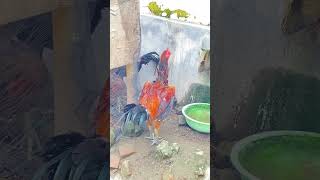 Spil 2 Ekor Pejantan jenis Pamangon Materi Baru diKandang Ayam SemiUmbaran🐓#ayam #ayambangkokklasik